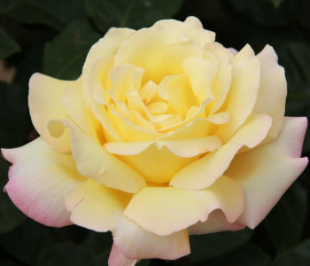 Роза чайно-гибридная Peace (Meilland)
