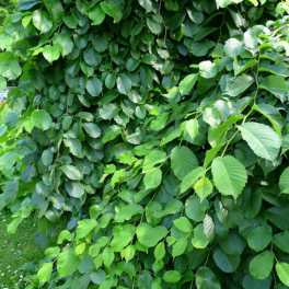 Вяз шершавый Pendula 