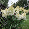 Гортензия метельчатая Summer Snow