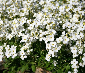 Арабис кавказский Little Treasure White