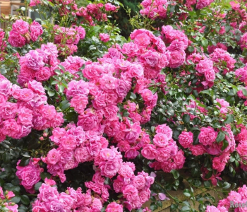 Роза почвопокровная Palmengarten Frankfurt (Kordes)