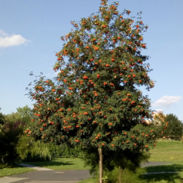 Рябина обыкновенная Edulis