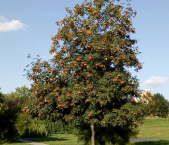 Рябина обыкновенная Edulis