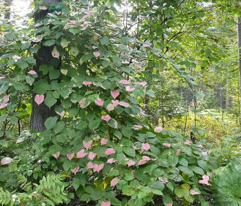 Актинидия Находка