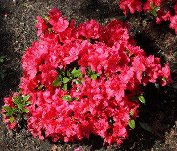 Азалия японская Maruschka