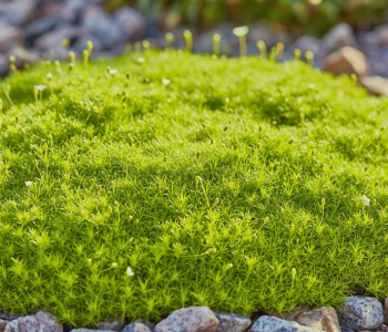 Мшанка шиловидная Lime Moss
