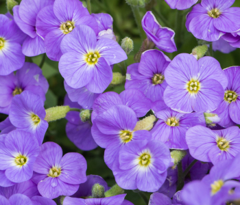 Обриета гибридная Axcent Light Blue