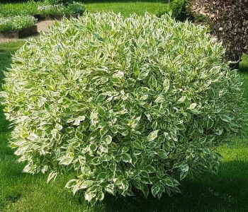 Дерен белый Elegantissima