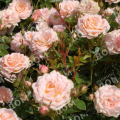 Роза миниатюрная Peach Clementine