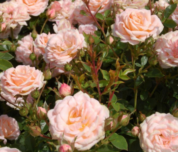 Роза миниатюрная Peach Clementine