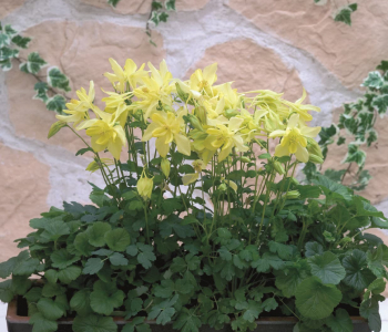 Аквилегия вееровидная Spring Magic Yellow