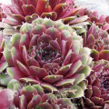 Молодило Cassiopea Red