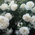 Роза флорибунда White Roadrunner (Uhl)