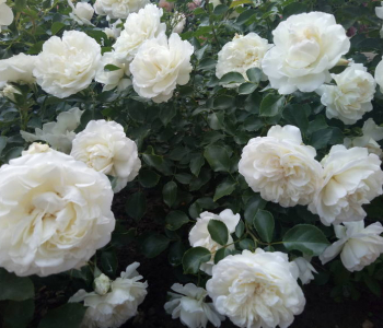 Роза флорибунда White Roadrunner (Uhl)