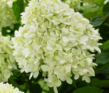 Гортензия метельчатая Little Alf