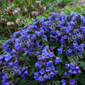 Медуница длиннолистная Blue Ensign