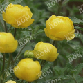 Купальница культурная Lemon Queen
