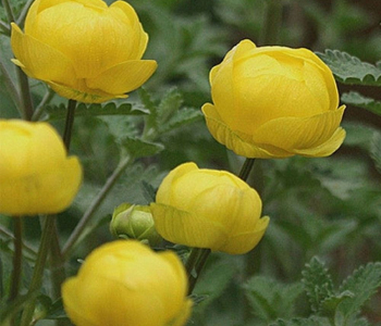 Купальница культурная Lemon Queen