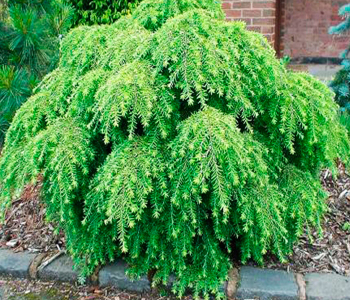 Тсуга канадская Jeddeloh