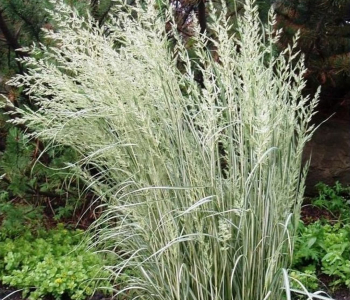 Вейник остроцветковый Overdam