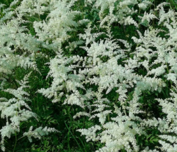 Астильба Арендса Brautschleier