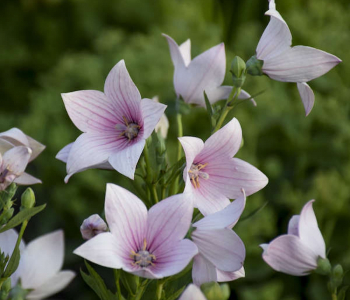 Платикодон крупноцветковый Astra Pink