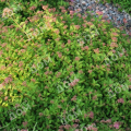 Спирея японская Green Carpet