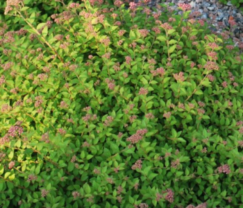 Спирея японская Green Carpet