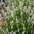 Лаванда узколистная Artic Snow