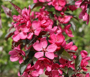 Яблоня Scarlet