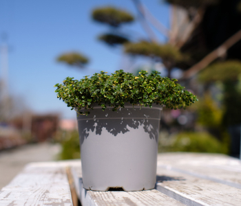 Тимьян лимоннопахнущий Doone Valley