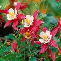 Аквилегия гибридная Crimson Star
