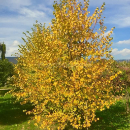 Липа мелколистная Winter Orange