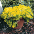 Очиток отогнутый Yellow Cushion Compact