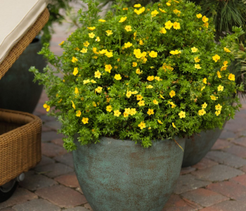 Лапчатка кустарниковая Sommerflor