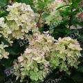 Гортензия метельчатая Pastelgreen