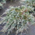 Можжевельник горизонтальный Glacier