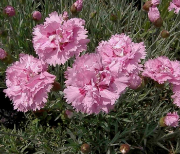 Гвоздика перистая Double Rose