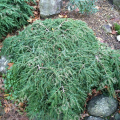 Тсуга канадская Cole`s Prostrate