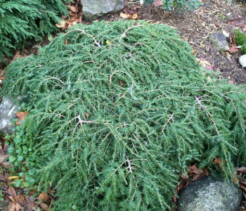 Тсуга канадская Cole`s Prostrate