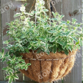 Мята ананасовая Variegata