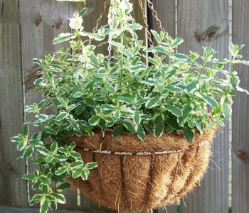 Мята ананасовая Variegata