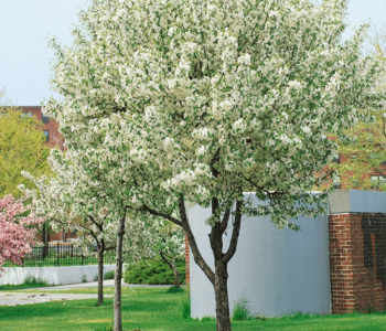 Яблоня John Downie