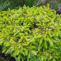 Ель обыкновенная Repens Gold