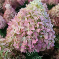 Гортензия метельчатая Pixio