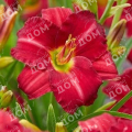 Лилейник Woodside Ruby