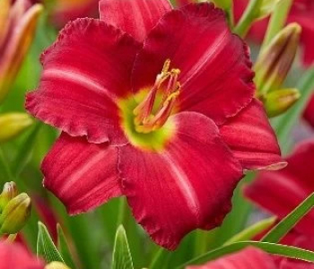 Лилейник Woodside Ruby
