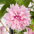 Клематис крупноцветковый Multi Pink