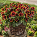 Гайлардия гибридная Spintop Orange Halo