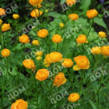 Купальница культурная Orange Princess